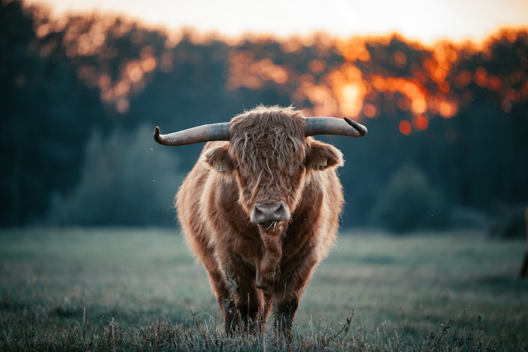 Highlander