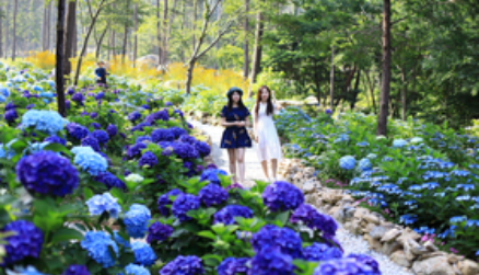 전남 해남 포레스트수목원 수국축제 입장료 주차 가는길