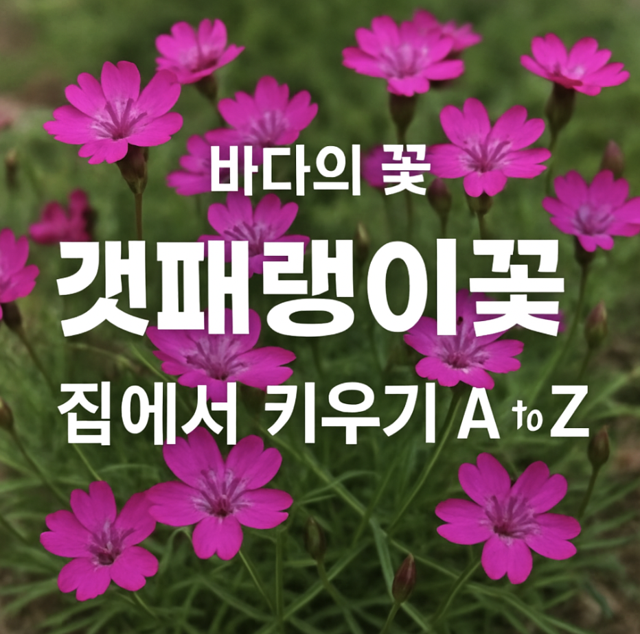바다의 꽃, 갯패랭이꽃 집에서 키우기 A to Z