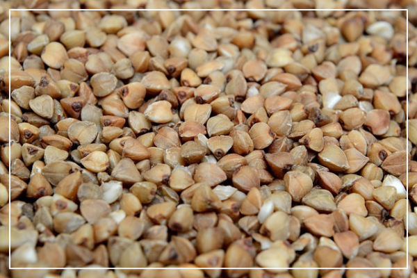 메밀이란 곡물이 아닌 씨앗