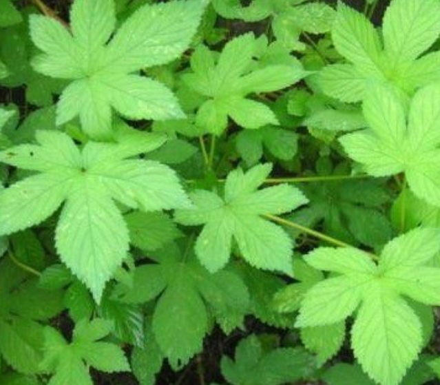 등산 갔다가 풀독 올랐을 때 쎄레스톤지 크림이 직빵!