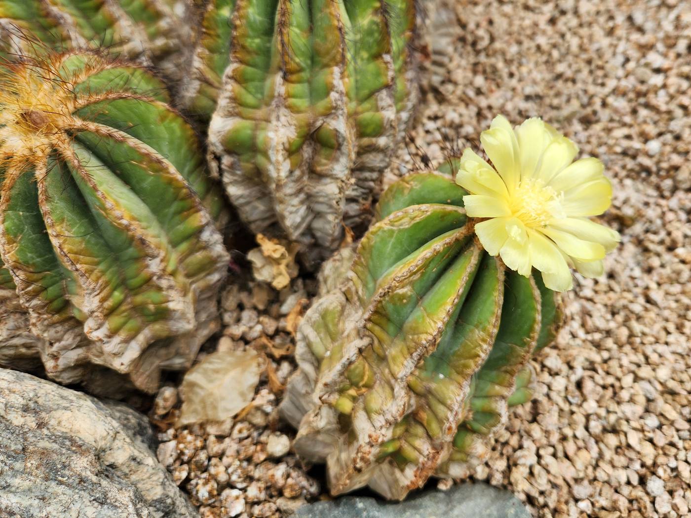 파로디아 마그니피카(수박선인장)