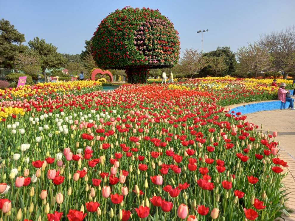 태산 튤립축제