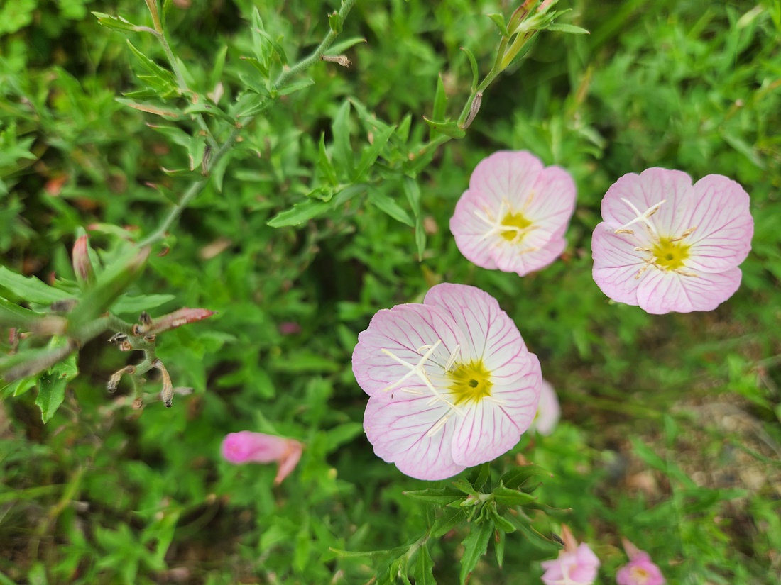 분홍낮달맞이꽃