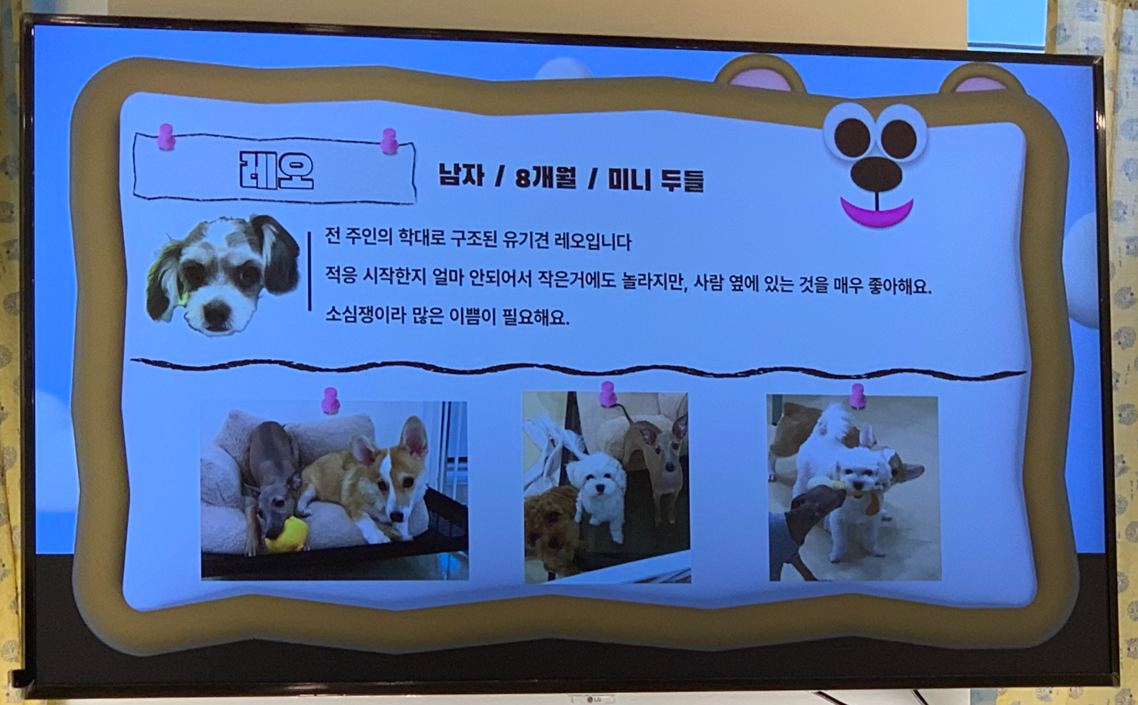 부천 부천시청 애견카페 애견유치원 애견호텔 멍스냅