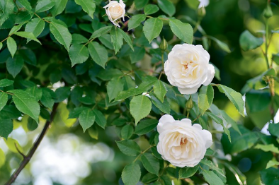 소만(小滿)의 뜻 자세한 설명