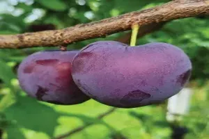 자두