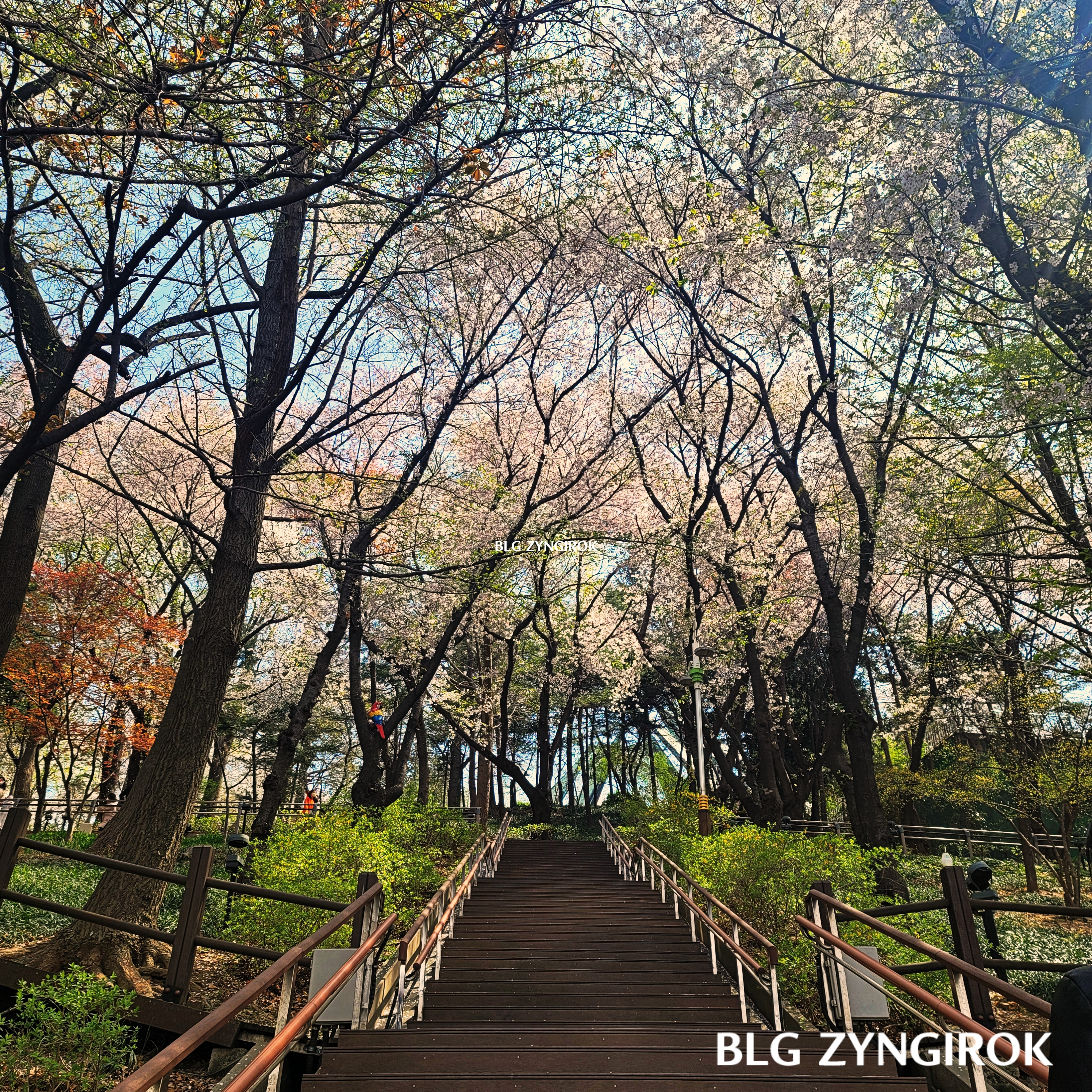 송월동 자유공원 벚꽃이 핀 계단