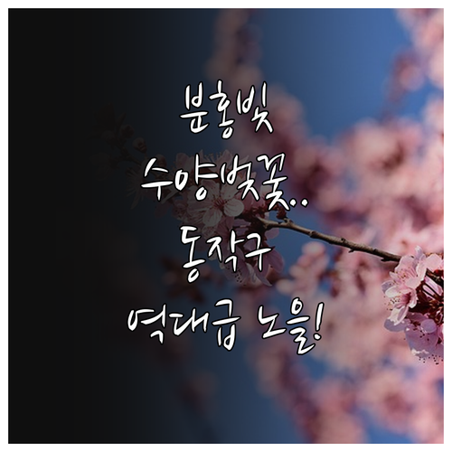 3월 동작구 산책 코스 현충원 수양벚..