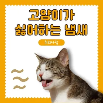 고양이 냄새 해결 방법, 없애는 방법, 오줌냄새 제거_33