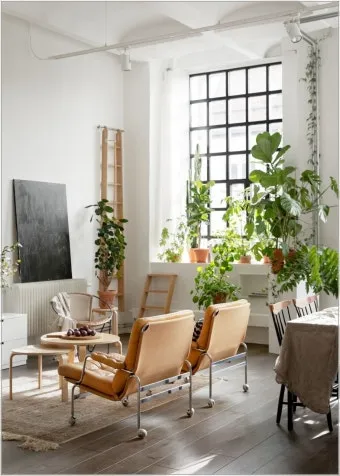 플랜테리어 거실 식물배치 물주기 습도관리 초보 인테리어 팁_8