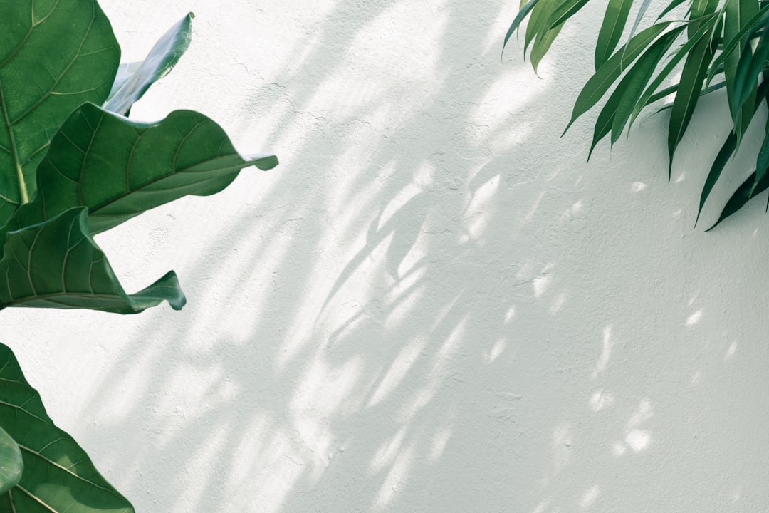 Plant.