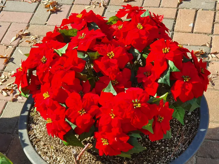 화단에 예쁜 포인세티아