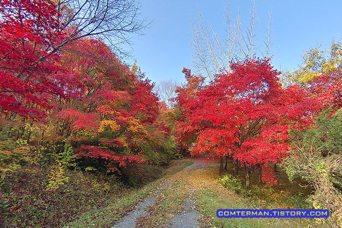 만악리 수목원 가을 단풍 풍경