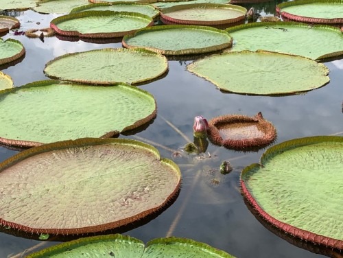 양평 세미원 연꽃