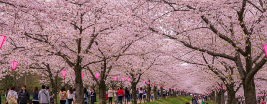한내천 봄꽃축제