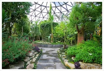 경상남도 수목원 5월의 꽃 관음죽꽃 핑퐁나무 황금자주달개비 마가렛 만첩빈도리 자란 크레이프자스민_2