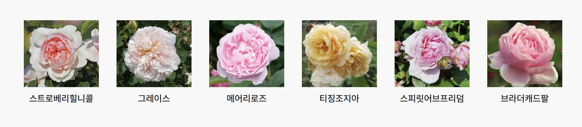 서울대공원 장미원