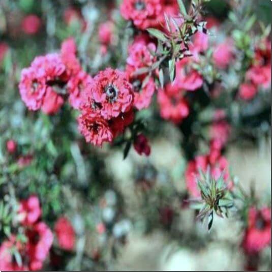 만발한 마누카 나무 꽃