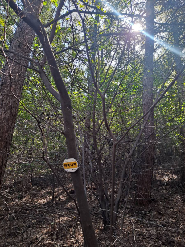 문수산 때죽나무