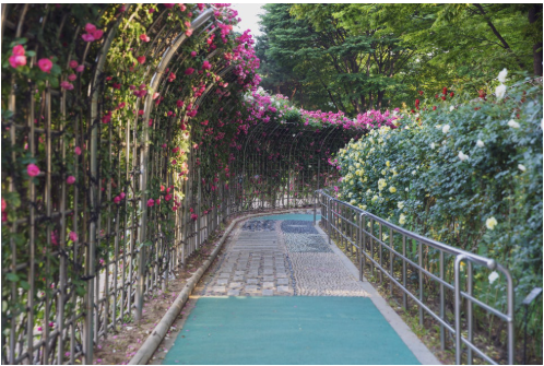 대구 이곡 장미공원 장미축제