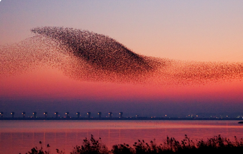 금강하굿둑철새도래지