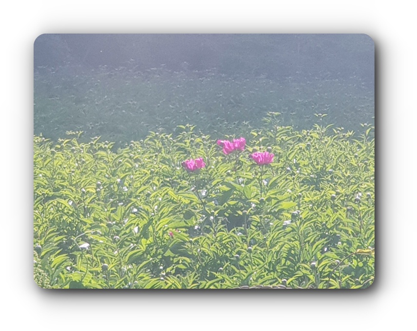 5월-초-작약-모습