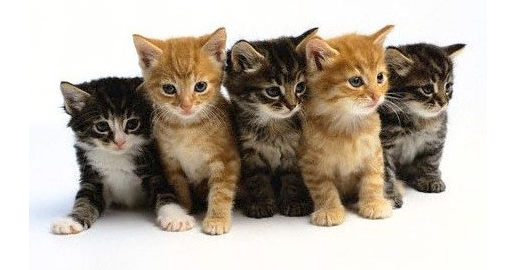 코리안 숏헤어 사진