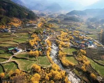 구례 산수유축제_4