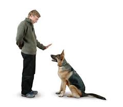 주인의 지시에 따라 앉아있는 강아지