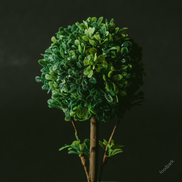 식물 공기 정화 효과