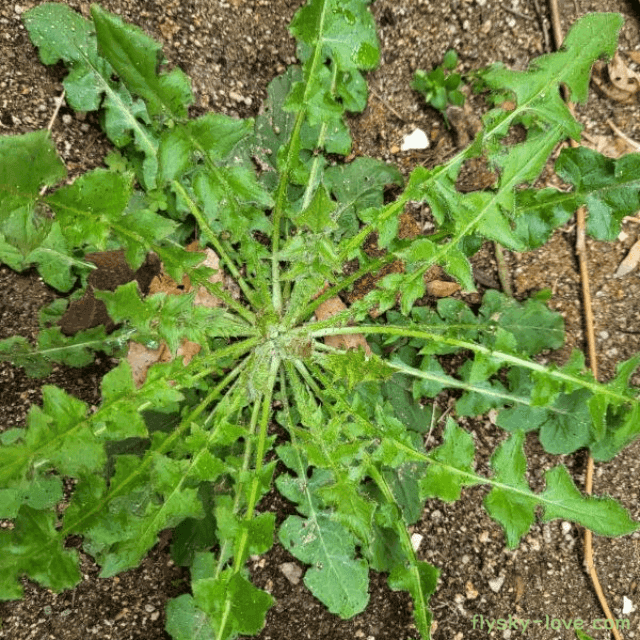 염증과 통증에 효과적인 약이 되는 잡초 뽀리뱅이