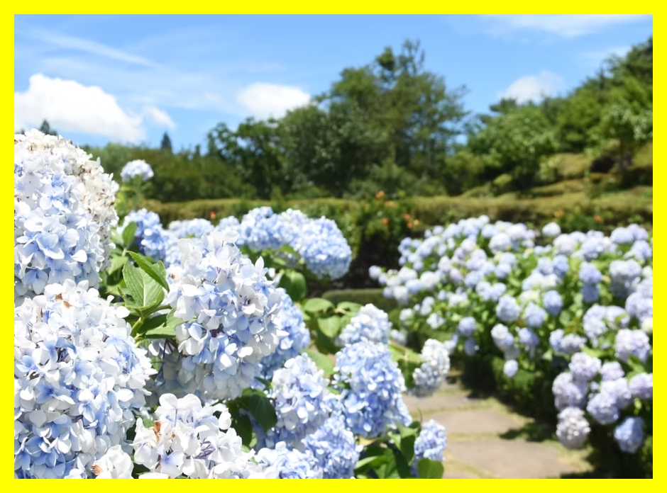 제주 숨은 명소&amp;#44; 제주 아이와 가볼만한곳&amp;#44; 제주 데이트 코스&amp;#44; 제주 자연 명소 추천&amp;#44; 제주 피크닉 장소&amp;#44; 제주 꽃 테마파크&amp;#44; 제주 인기 관광지&amp;#44; 제주 걷기 좋은 곳&amp;#44; 제주 꽃길 여행&amp;#44; 제주 힐링 여행지