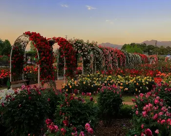 곡성 장미축제_18