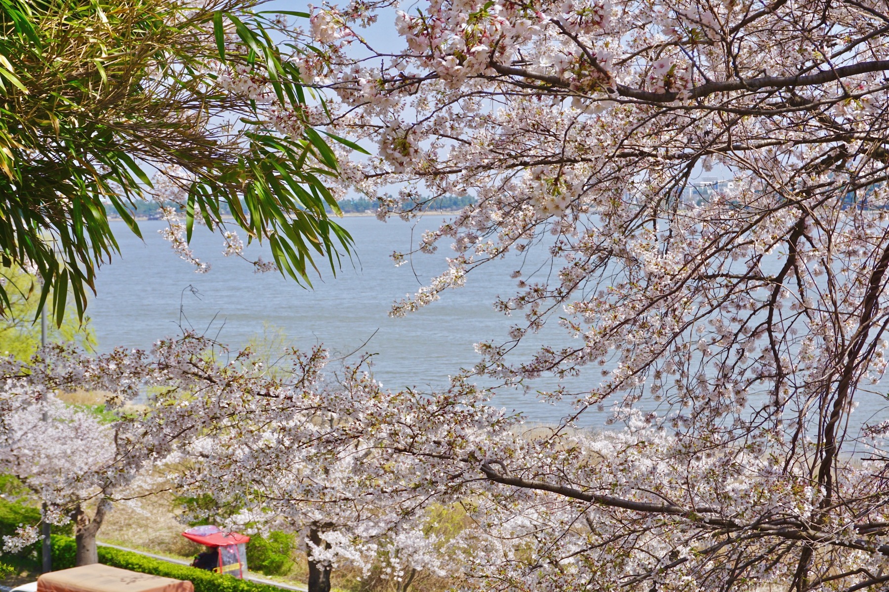 강릉여행, 강릉벚꽃, 강릉맛집