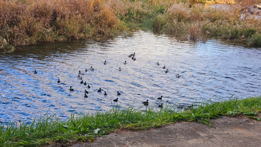 밀양 맥문동 맨발걷기
