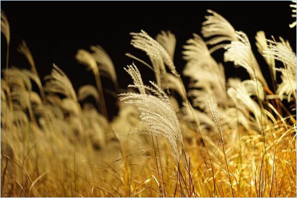 황매산-억새축제