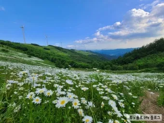 평창 가볼만한곳 베스트10 대관령 양떼목장 허브나라 드라이브_7