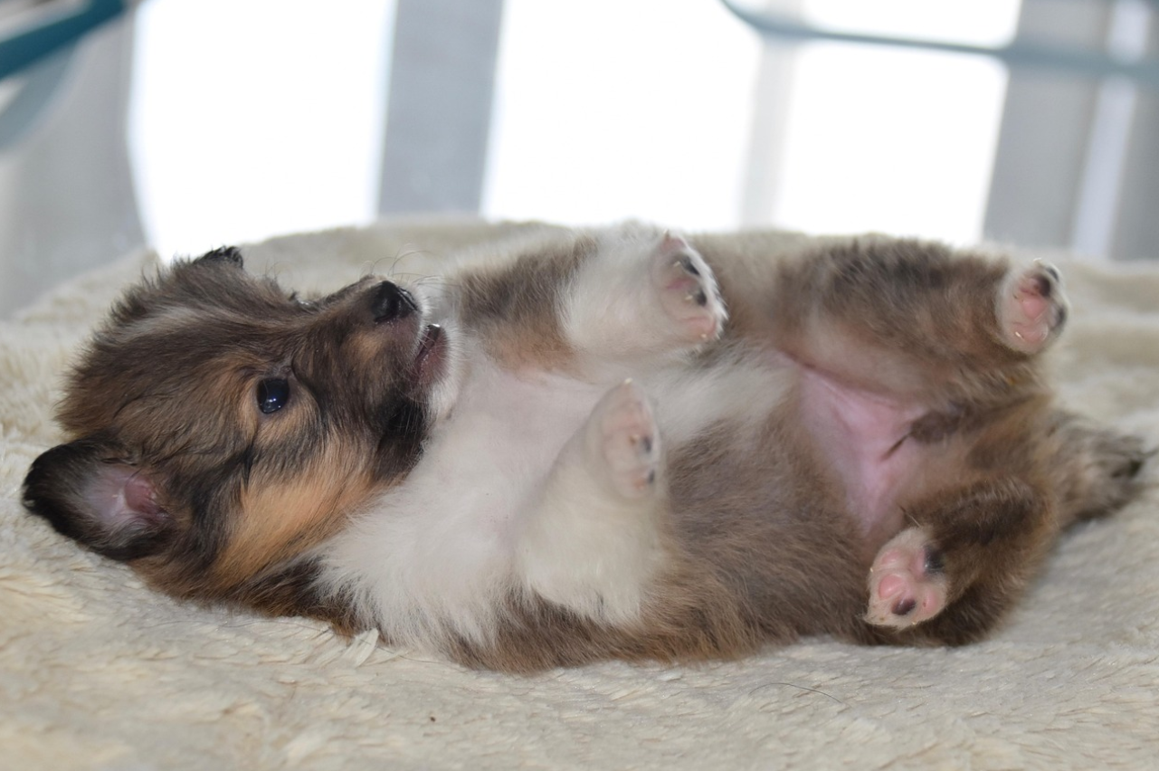 강아지 충동 조절의 심리학: 참을성 교육이 반려견 사회적 성격 형성에 미치는 영향
