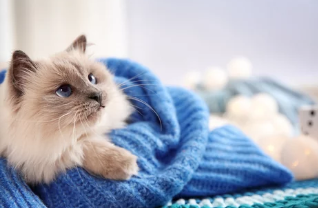 고양이 감기/출처:어도비스톡