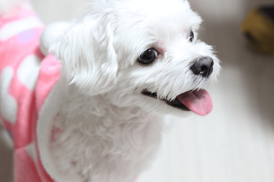 애완용 강아지 종류 및 특징 정리 - 소형 강아지 종류