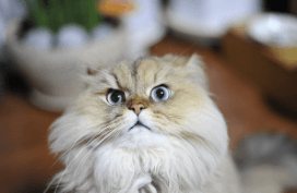 반려동물행동지도사