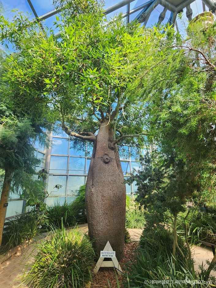 한택식물원 바오밥나무