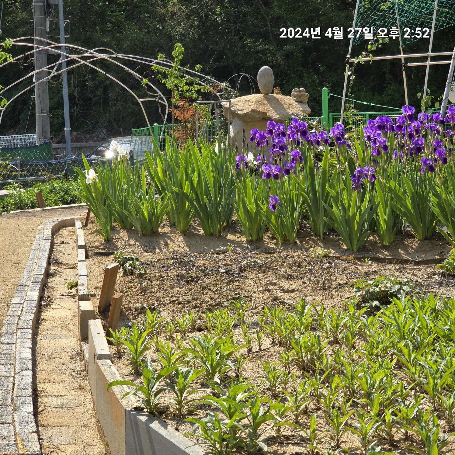 이팝&middot;조팝나무: 봄마다 느껴보는 약제로 사용되는 목상산과 수선국이라 불리는 조팝나무의 전설&amp;#44; 주말에 들러본 가족농장 