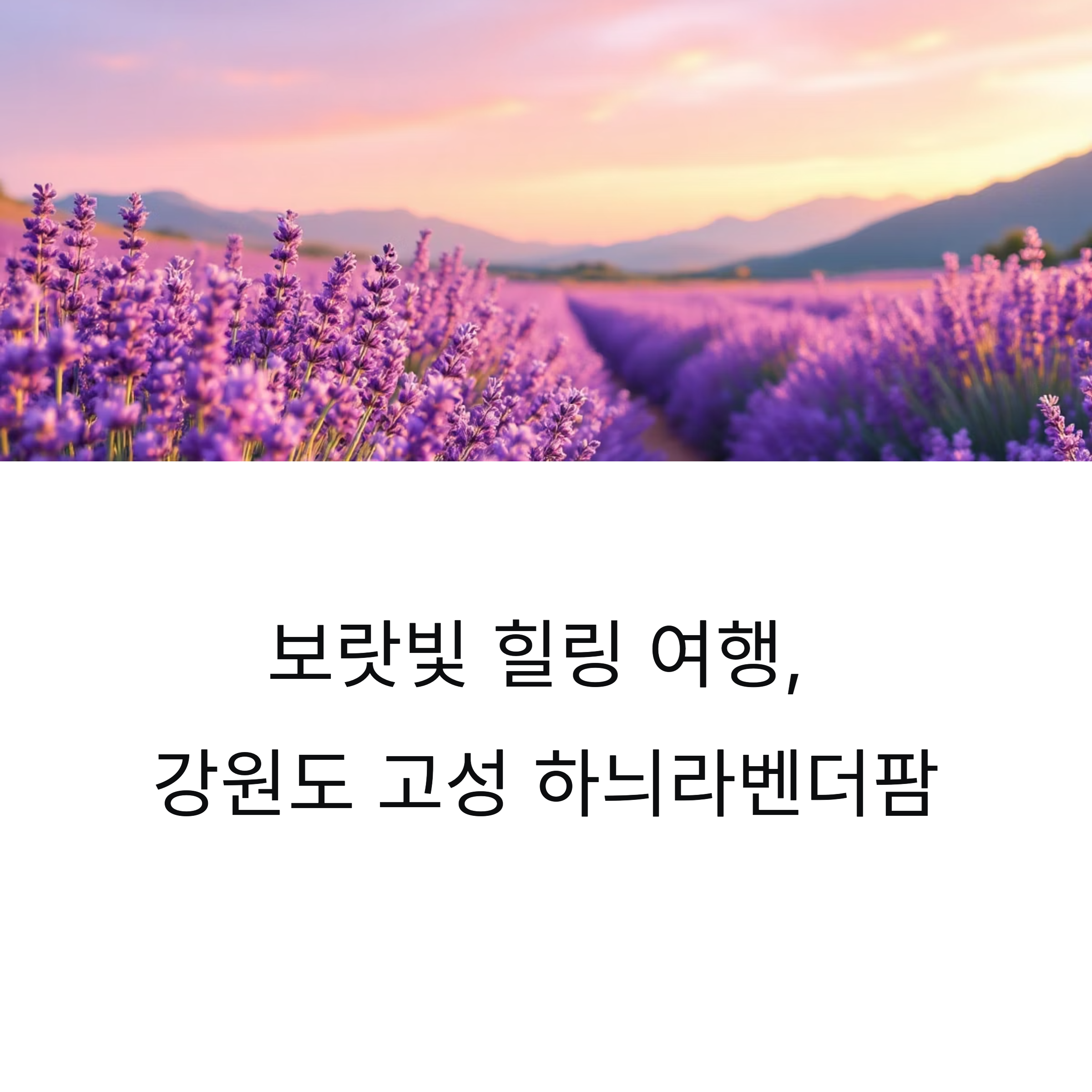 강원도 고성 하늬라벤더팜,