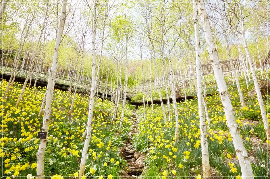 화담숲봄수선화축제