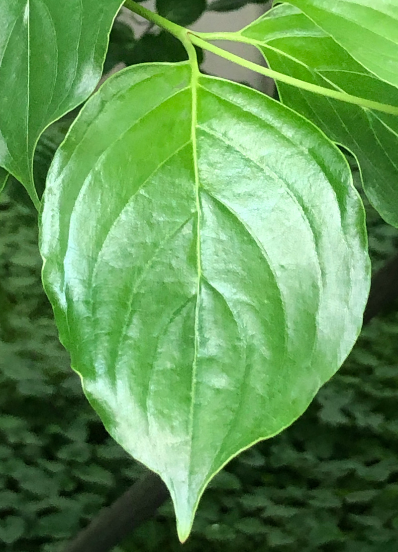 산딸나무 잎2
