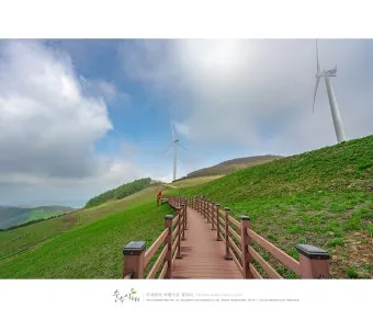 평창 가볼만한곳 베스트10 대관령 양떼목장 허브나라 드라이브_11