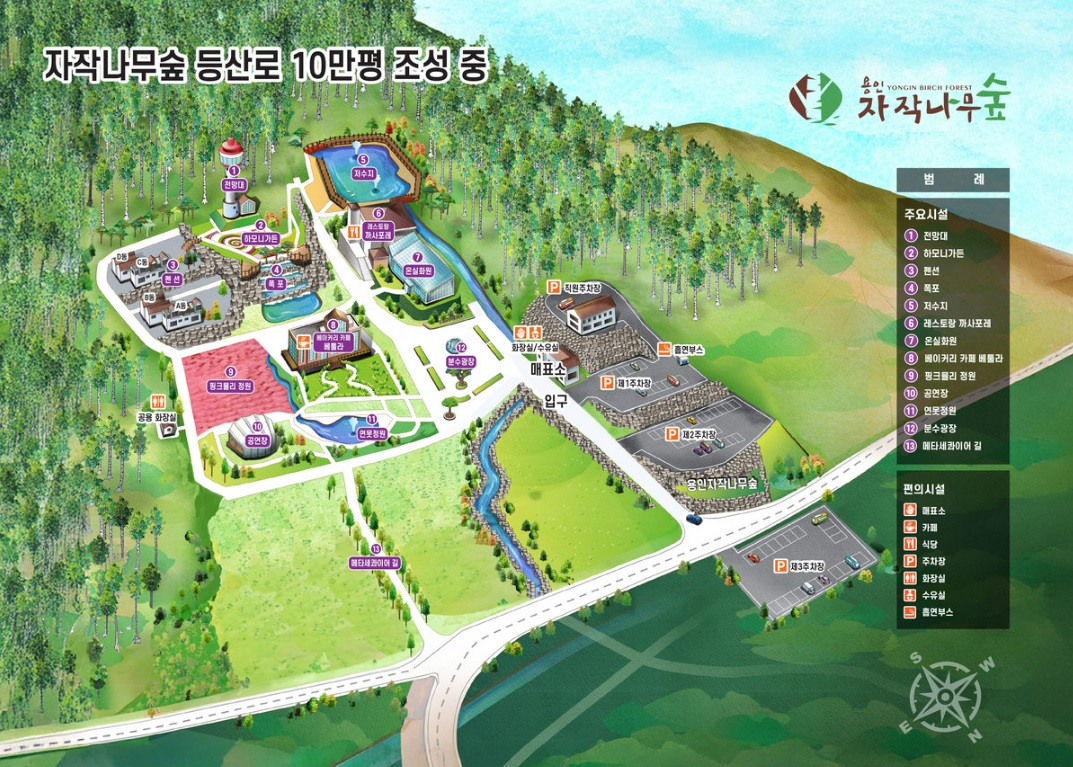 용인 자작나무숲 가을꽃축제