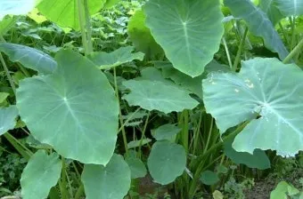 토란 재배 종자구 선택 고랑 관리 습도 조절_13